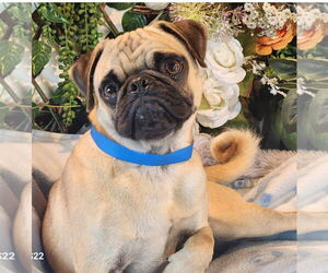 Pug Dogs for adoption in Bon Carbo, CO, USA