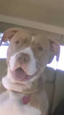 American Pit Bull Terrier Dogs for adoption in Amherst, OH, USA