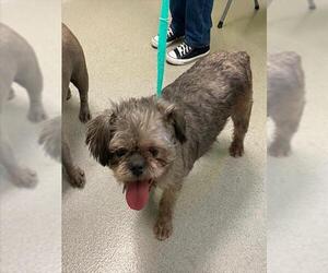 French Bulldog-Unknown Mix Dogs for adoption in Rancho Cucamonga, CA, USA