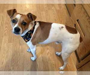 Chihuahua-Unknown Mix Dogs for adoption in Omaha, NE, USA