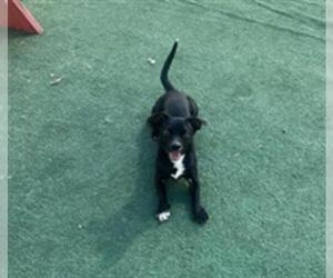 Chiweenie Dogs for adoption in Redlands, CA, USA