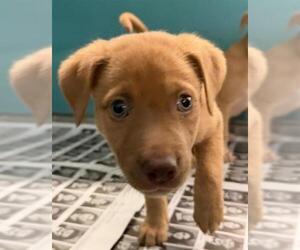 Medium Photo #1 Labrador Retriever-Unknown Mix Puppy For Sale in San Antonio, TX, USA