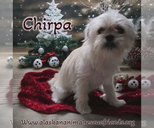 Pug-Shih Tzu Mix Dogs for adoption in Anchorage, AK, USA