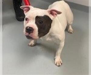 American Pit Bull Terrier Dogs for adoption in St. Cloud, FL, USA