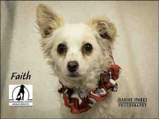 Pominese Dogs for adoption in Santa Maria, CA, USA