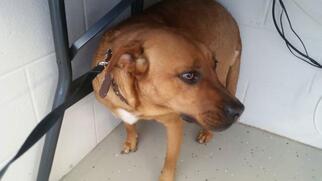 Redbone Coonhound Dogs for adoption in Camden, TN, USA