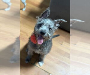 Cairn Terrier-Miniature Schnauzer Mix Dogs for adoption in Phoenix, AZ, USA