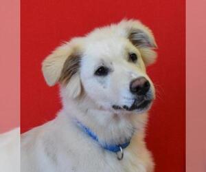 Great Pyrenees Dogs for adoption in Eureka, CA, USA