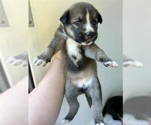 German Shepherd Dog-Unknown Mix Dogs for adoption in Houston, TX, USA