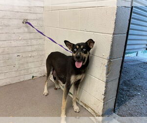 Labrador Retriever-Unknown Mix Dogs for adoption in San Bernardino, CA, USA