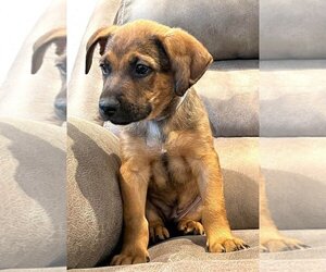German Shepherd Dog Dogs for adoption in Lafayette, CA, USA