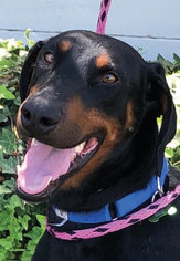 Doberman Pinscher Dogs for adoption in Oceanside, CA, USA