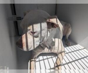 American Pit Bull Terrier-Unknown Mix Dogs for adoption in Houston, TX, USA