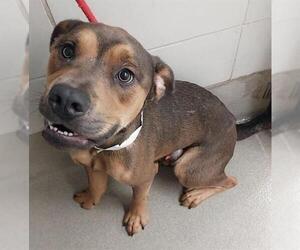 Labrottie Dogs for adoption in Fort Lauderdale, FL, USA