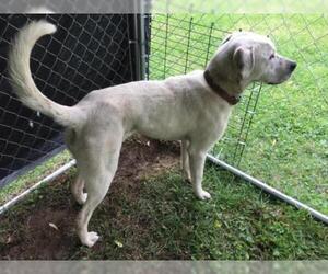 Labrador Retriever Dogs for adoption in Doylestown, PA, USA
