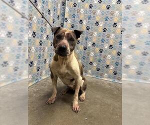 Staffordshire Bull Terrier-Unknown Mix Dogs for adoption in Rosenberg, TX, USA