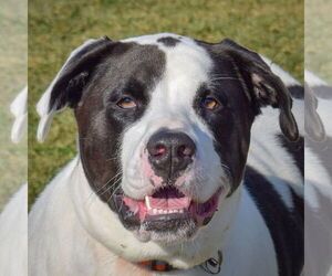 American Staffordshire Terrier-Unknown Mix Dogs for adoption in Huntley, IL, USA