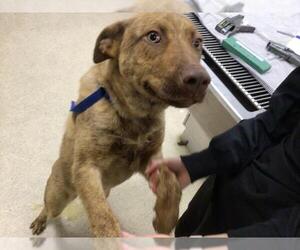 American Pit Bull Terrier-Unknown Mix Dogs for adoption in Riverside, CA, USA