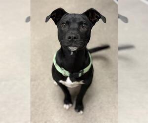 American Pit Bull Terrier-Unknown Mix Dogs for adoption in HESPERIA, CA, USA