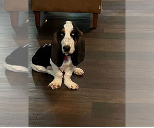 Basset Hound Dogs for adoption in Mooresville, NC, USA