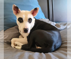 Collie-Unknown Mix Dogs for adoption in OKLAHOMA CITY, OK, USA