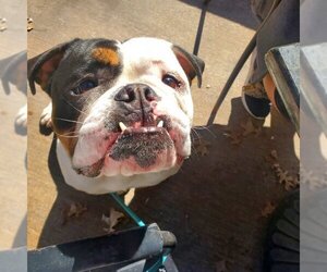 Bulldog Dogs for adoption in Benton, AR, USA