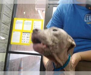 Mutt Dogs for adoption in Tulsa, OK, USA