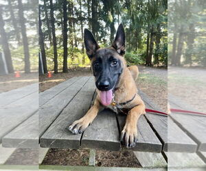 Medium Photo #2 Mutt Puppy For Sale in Imlay City, MI, USA