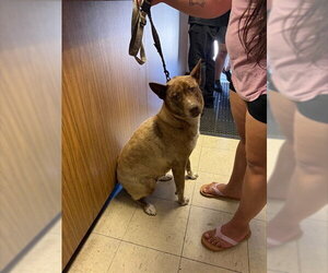 Akita-Texas Heeler Mix Dogs for adoption in Stockton, CA, USA