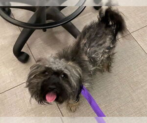 Maltese-Unknown Mix Dogs for adoption in Rancho Cucamonga, CA, USA