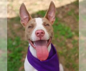 American Bulldog-Unknown Mix Dogs for adoption in San Antonio, TX, USA