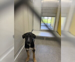 German Shepherd Dog Dogs for adoption in Temple, TX, USA