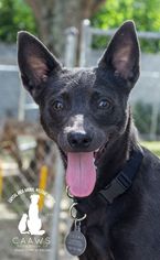 Basenji-Finnish Spitz Mix Dogs for adoption in Baton Rouge, LA, USA