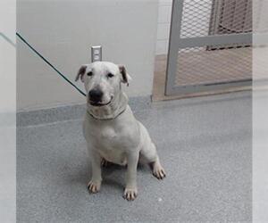 Bull Terrier-Unknown Mix Dogs for adoption in Pasadena, TX, USA