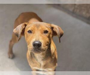 Dutch Shepherd -Unknown Mix Dogs for adoption in Tulsa, OK, USA