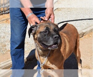 Mastiff Dogs for adoption in Campbell, CA, USA