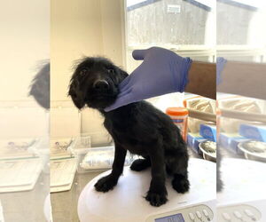 Labrador Retriever-Unknown Mix Dogs for adoption in Bolivar, MO, USA