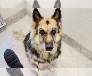 German Shepherd Dog Dogs for adoption in Houston, TX, USA