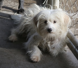 Maltipoo Dogs for adoption in Phoenix , AZ, USA