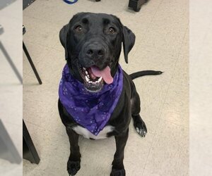 Labrador Retriever-Unknown Mix Dogs for adoption in Olathe, KS, USA