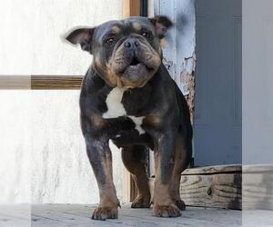 Bulldog-Unknown Mix Dogs for adoption in San Antonio, TX, USA