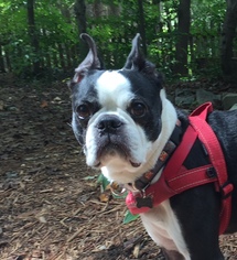 Boston Terrier Dogs for adoption in Cary, NC, USA