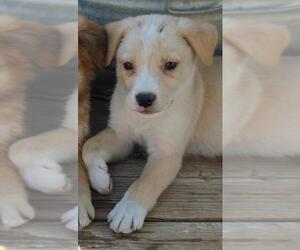 Sheprador Dogs for adoption in Phelan, CA, USA