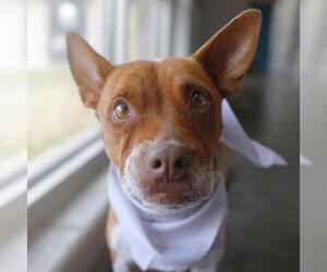 Mutt Dogs for adoption in San Antonio, TX, USA