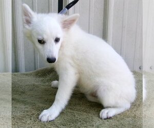 American Eskimo Dog Dogs for adoption in Mountain View, MO, USA