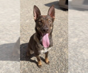 German Shepherd Dog-Unknown Mix Dogs for adoption in Bemidji, MN, USA