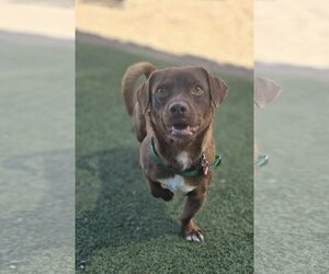 Dachshund-Unknown Mix Dogs for adoption in Phoenix, AZ, USA