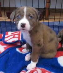 Sheprador Dogs for adoption in Grafton, WI, USA