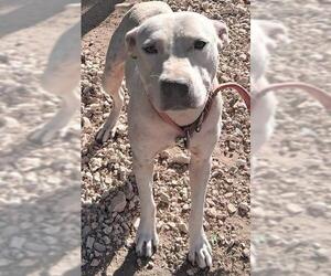 American Staffordshire Terrier-Unknown Mix Dogs for adoption in San Antonio, TX, USA