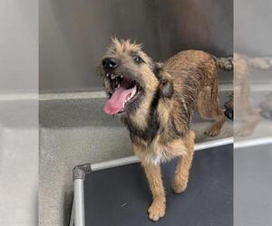 Airedale Terrier-German Shepherd Dog Mix Dogs for adoption in San Martin, CA, USA